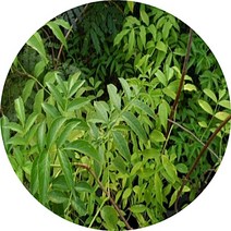 엘더베리/블랙엘더베리/블랙레이스/묘목/포트분/야생목/유실수, 1개