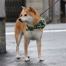 크레이티브펫 당초무늬 보따리 스카프 반다나 도둑보따리 반다나/스카프, 01_그린_S, 1개