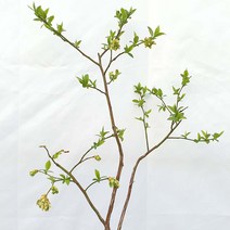 블루베리 중형 조지아젬 결실주 나무 묘목 화분 분재