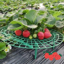 원예 열매 받침대 1P 띄우기 키우기 바닥 농장 주말 트레이 거치대 모종 딸기 스탠드 텃밭 재배, 단품