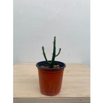 2800 연필선인장 10~25cm