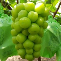 국내산 맛있는 고당도 샤인머스캣 포도 2kg 특, 단품