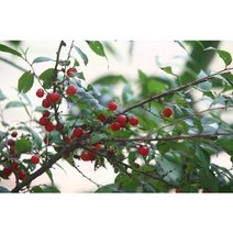 보람농자재 이스라지(산앵두)나무, H1.0(1m)