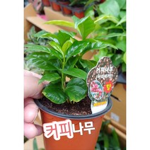 커피나무-아라비카향/꽃말은...너의 아픔까지 사랑해