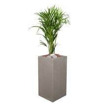 세시의정원사 자체제작 아레카야자 고급화분 서울 경기 당일배송, 01.아레카야자+02.회색 직사각형, 01.아레카야자, 02.회색 직사각형