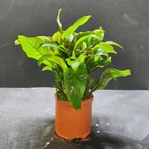 미미네 초보자용수초 네덜란드 플랜트 1포트, 1개