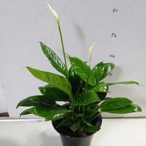 [성심] 향기나는 스파트필름(중품), 1개