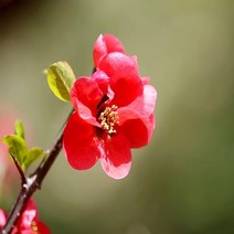 충주원예조경/명자나무/1.2m/개화주/5주, 주