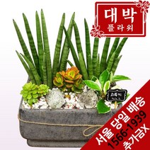 대박플라워 스투키 개업화분 집들이 인테리어 공기정화식물 관엽식물 꽃배달