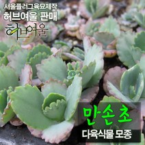 [허브여울모종] 만손초 모종 (서울육묘생산 허브여울판매 정품다육모종), 50개