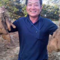 농손 국내산 참마 생마 안동참마 산마 5KG, 하