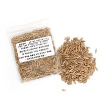 펫모닝 PMC-236 100 국내산 귀리씨앗(12g) 모종/꽃씨/꽃씨앗/화분/허브씨앗