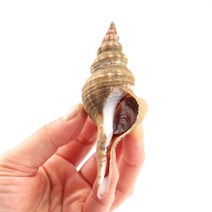 거제 자연산 촛대고동 촛대 소라 고둥 촛대고동회 1kg, 원물(껍질포함)/중량1kg