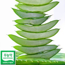 생알로에 2kg 사포나리아 친환경 식용알로에 생잎 산지직송 당일수확