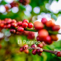 [위트러스트] 콜롬비아 엘 파라이소 리치 200g Columbia El Paraiso/ 스페셜티 커피 원두, 커피메이커