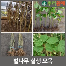 뿌리원예 벌나무묘목 산청목묘목 실생1년 20cm~30cm 10주