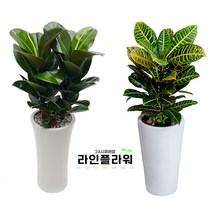 구리꽃배달 구리꽃집 개업화분, 소품, 02 녹보수