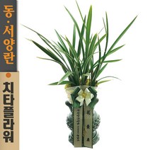 치타플라워 동양란 황룡관 [CD06-002] 승진 개업 축하 난 동양난 영전 취임 생일 선물 화분 고급 란 전국 당일 배송 꽃배달