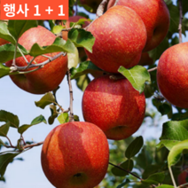 1+1(2박스) 경북 맛있는 고당도 달달한 제철 추천 사과 20 kg 키로 싸게파는곳, 2박스 정품 대 10kg(24-28과)