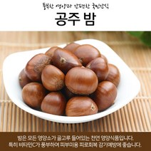 [1+1 증정] 식이섬유 비타민 풍부 맛좋은 국내산 공주밤 500g ~ 20kg 옥광밤 토망고 맛밤 약단밤 밤 군밤 공주옥광밤 햇밤 약밤 공주알밤 생율 포르단밤 생율밤 생밤 부여밤, 중, 500g+500g