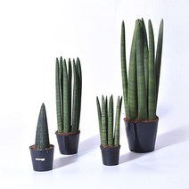 스투키 4종 실내공기정화식물, 스투키 (중) 30cm, 1개