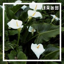 내꽃농원 물카라 사각화분