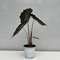 [다은꽃농원]거북알로카시아 거북이 등껍질 키우기쉬운 실내공기정화식물 인테리어