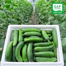 GAP인증 수분 가득 스낵오이 클로렐라 못난이 미니오이 1.5kg/3kg/5kg, 1box, 클로렐라 못난이 미니오이 5kg