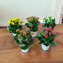 인테리어 식물 봄 꽃 칼랑코에 카랑코에 화분 화초 포트 색상 랜덤발송