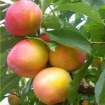 (G소망)추희 자두나무묘목 접목1년 2그루, 1개