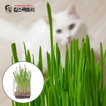 직접키운 캣그라스 생화 2개 고양이풀 고양이 헤어볼 천연 간식 캣글라스, 04. 캣그라스생화 점보