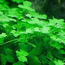 [미미네아쿠아] 노치도메 3촉 - (전경수초 수초키우기 예쁜수초)