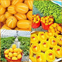 성주 꿀 참외 한박스 10kg 5kg 가정용 선물용 로얄과 꿀맛 고당도 당일수확 산지직송, 성주 꿀참외 프리미엄(중대과) 선물용 3kg
