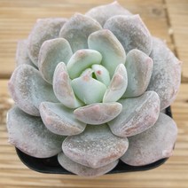 오렌지먼로 랜덤튼실한 아이부터 고릅니다 aa 10.16, 1개