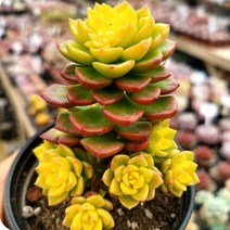 색감 예쁜 다육식물 한눈에 모아보기, 매직잼 골드