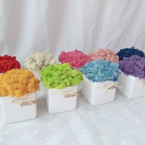 [플리아스] 화장실 공기정화하는 스칸디아모스 화분 / 집에서 키우기 쉬운 식물, 1) 레드, 2) 블랙