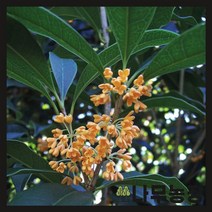 (나무농장) 금목서 1m ~ 1.2m 포트