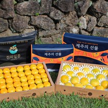 [귤담원]제주 추석 선물세트 천하일품 황금향 하우스감귤, 1박스, 07.황금향 선물세트 중대과 2.5kg+2.5kg