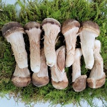 다울농장 국내산 참송이버섯, 1kg, 1개