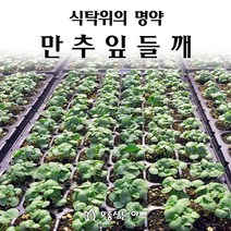 [모종심는아빠] 식탁위에 명약 만추 잎들깨, 모종36포트, 1개