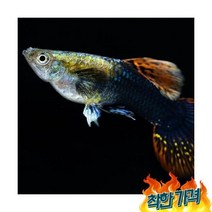 키우기쉬운 입문용 초보 구피 1마리 (막구피) 물고기 키우기