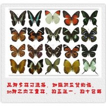 곤충표본 과학 생물 실습 장식품 진나비표본 곤충표본제작 어린이 콥교구 날개 돋친, 02 베이지/77, 01 기타 직사각형 사이즈, 01 독립하다.