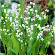 모종/ 은방울꽃 : 10cm분/3개 KC379