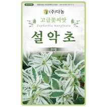 분홍색 풍접초 200립 - 족두리꽃 클레오메 백화채 양각채 야생화 고급 씨앗 꽃씨 씨 꽃씨앗 풍접초씨앗 풍접초씨, 08_다농_설악초(20립)