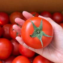 완숙 찰토마토 5kg(소과) 국내산 산지직송