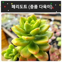 [별난다육] 내 마음까지 물들어요 다육이 10종, 8번 -(페리도트)
