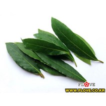 월계수생잎(10g)