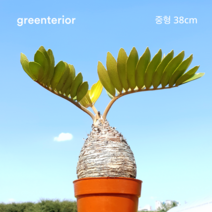 그린테리어 멕시코 소철 크기별 5종 특대형 65cm/대형 60cm/중대형 45cm/중대형 43cm/중형38cm, 대형 60cm, 1개