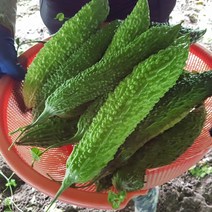 [부자밥상] 농원직송 생여주 10kg 5kg 3kg 당에 좋은 지리산 노지 여주