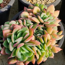 러우철화(랜덤발송)
